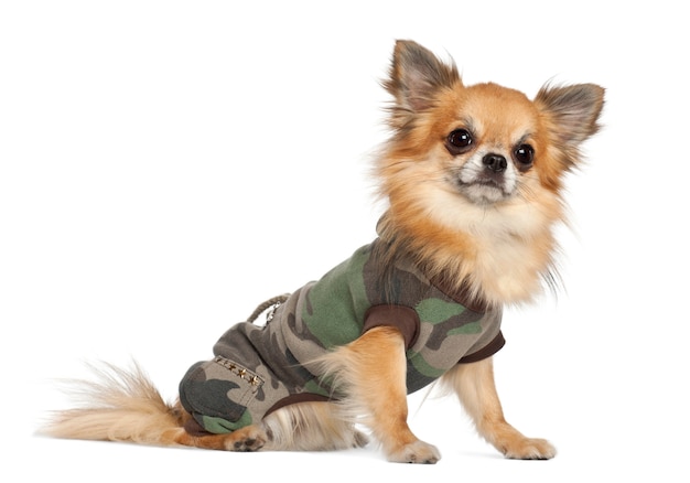 Chihuahua sitting against white background