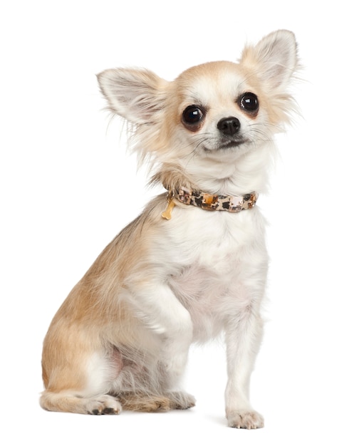 Chihuahua, sitting against white background