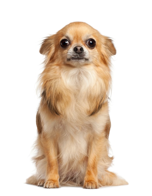 Chihuahua, sitting against white background