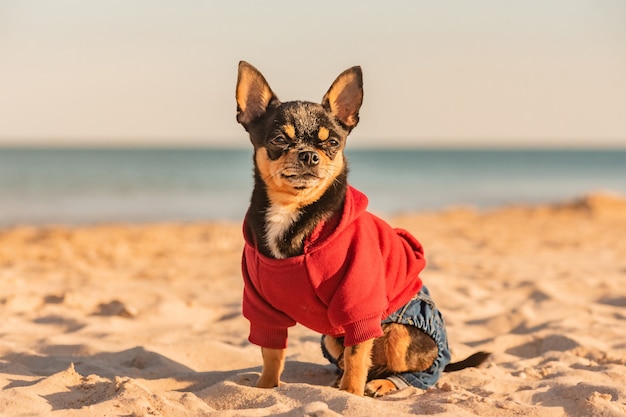 Chihuahua sitting on the beach, near the sea. Dog in a red sweatshirt and jeans. Vacation concept.