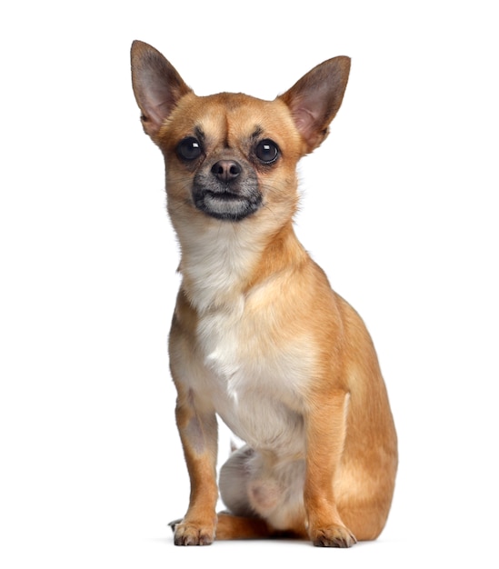 Chihuahua sitting and facing, isolated on white