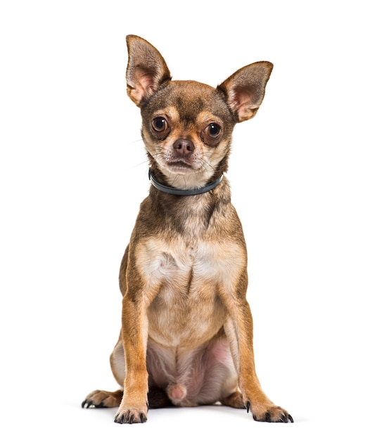 Chihuahua sitting in front of white background