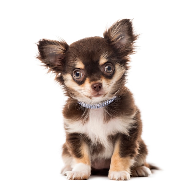 Chihuahua sitting in front of a white wall