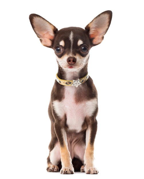 Chihuahua sitting in front of a white wall