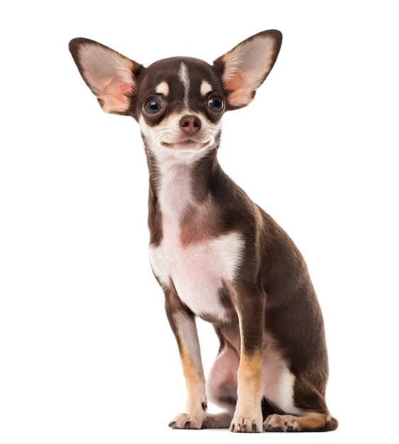 Chihuahua sitting in front of a white wall