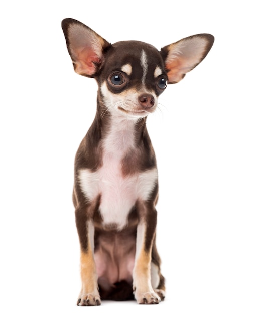Chihuahua sitting in front of a white wall