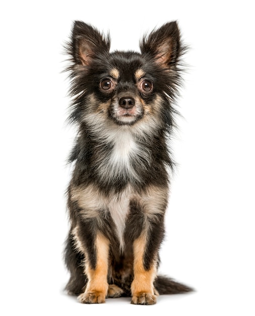 Chihuahua sitting, isolated on white