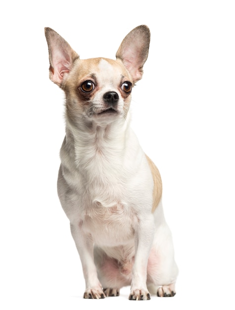 Chihuahua sitting and looking away isolated on white