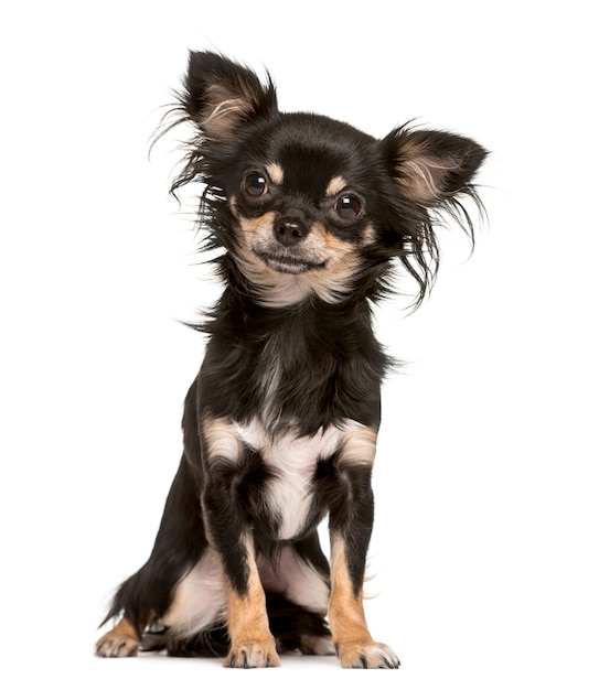 Chihuahua sitting and looking at the camera isolated on white (16 months old)