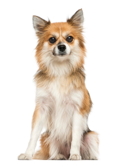 Chihuahua sitting looking at the camera isolated on white