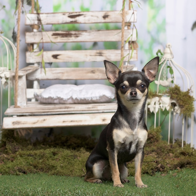 Chihuahua sitting, in pastoral decoration