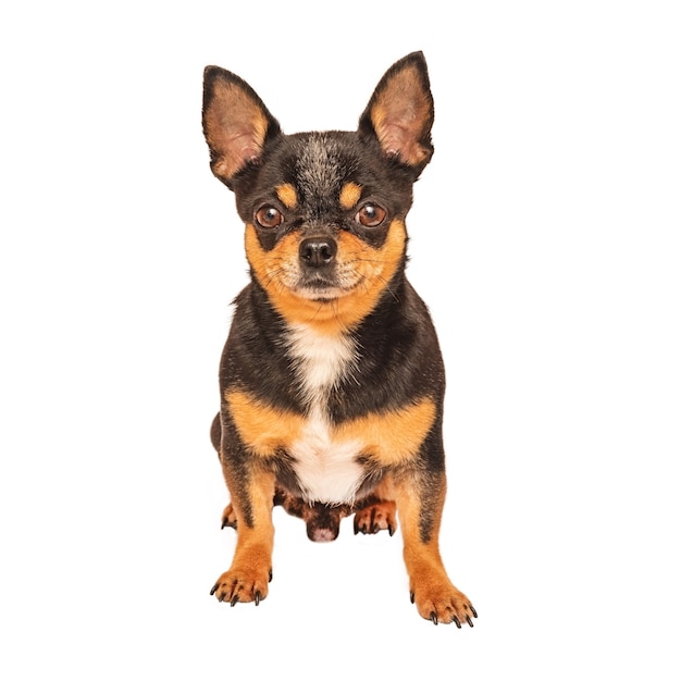 Chihuahua sitting and posing isolated on white. Studio shot of short haired Chihuahua.