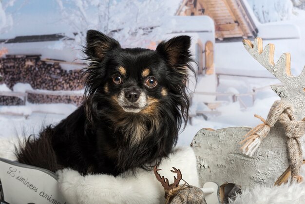 Chihuahua seduto in slitta contro la scena invernale