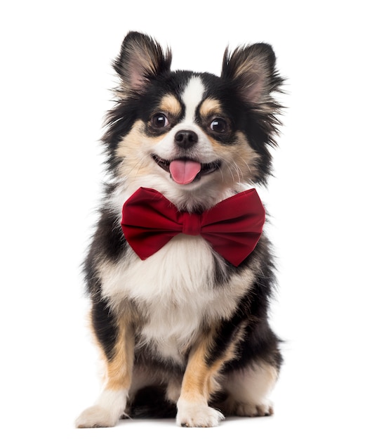 Chihuahua sitting and wearing a bow tie in front of a white wall