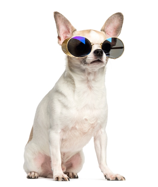 Chihuahua sitting and wearing sunglasses isolated on white