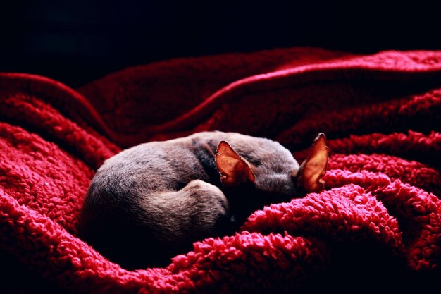 Foto chihuahua che dorme su un asciugamano rosso