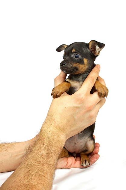 チワワの小さな子犬