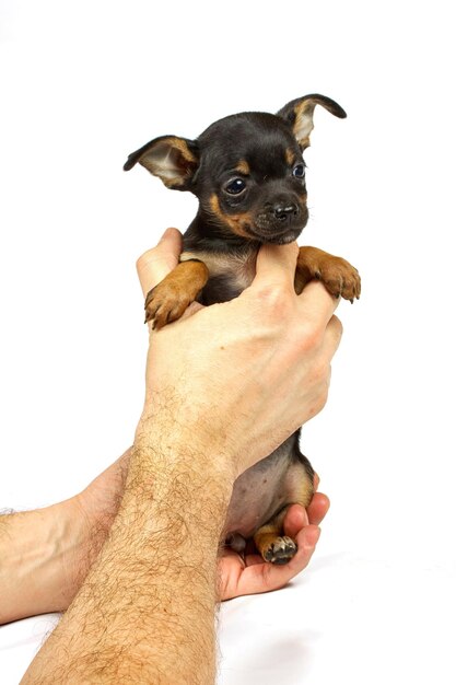 Photo chihuahua small puppy