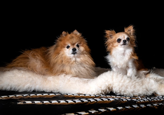 Chihuahua and spitz in studio