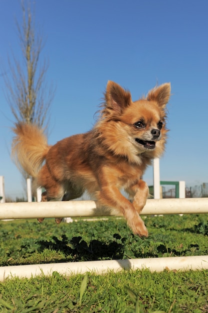 Chihuahua springen in behendigheidswedstrijd