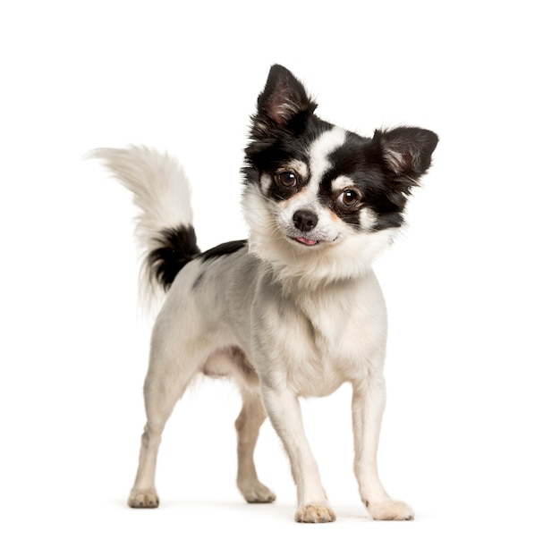 Chihuahua standing against white background