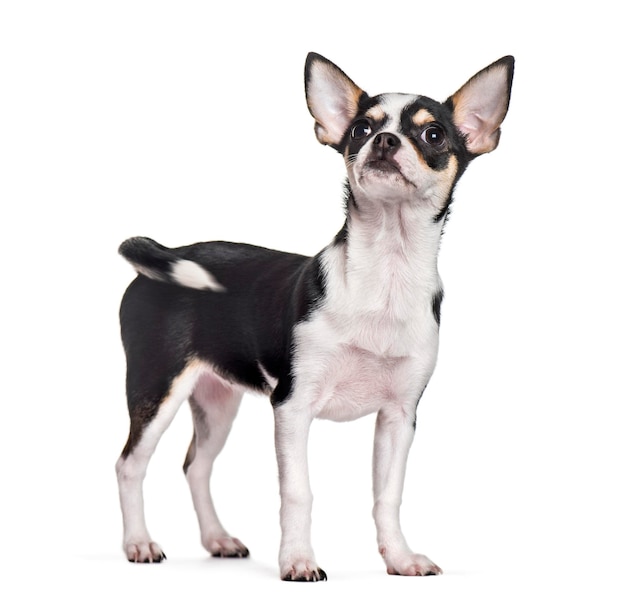 Chihuahua standing against white background