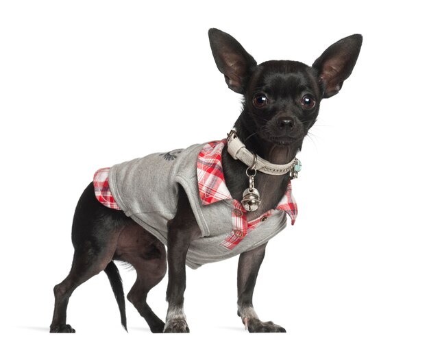 Chihuahua standing against white background