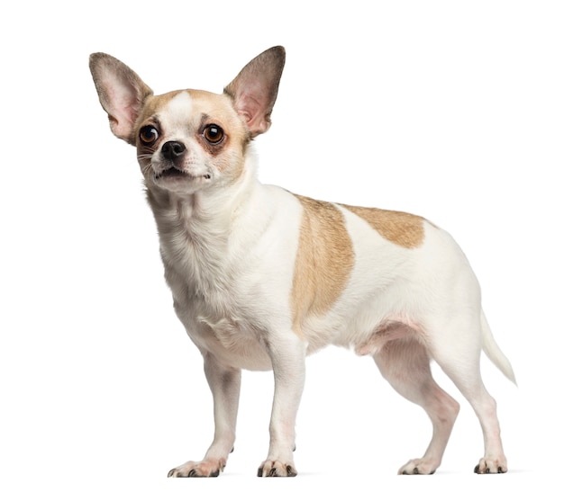 Chihuahua standing isolated on white