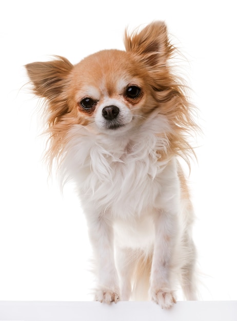 chihuahua in studio