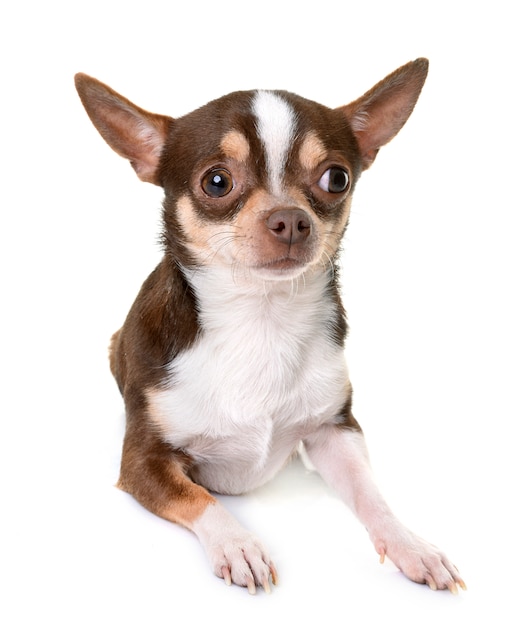 chihuahua in studio