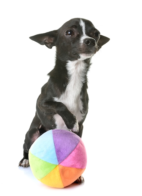 chihuahua in studio