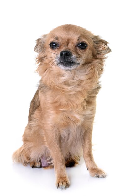 chihuahua in studio