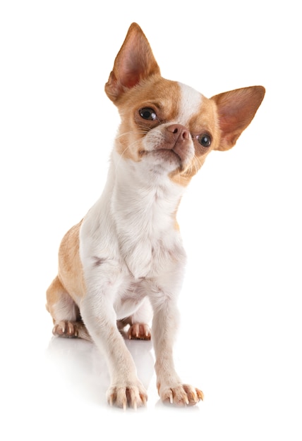 chihuahua in studio