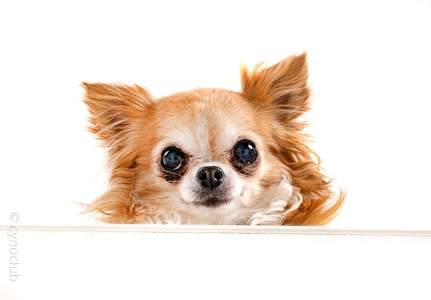 Chihuahua in studio