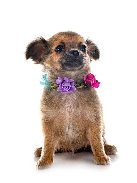 Photo chihuahua in studio