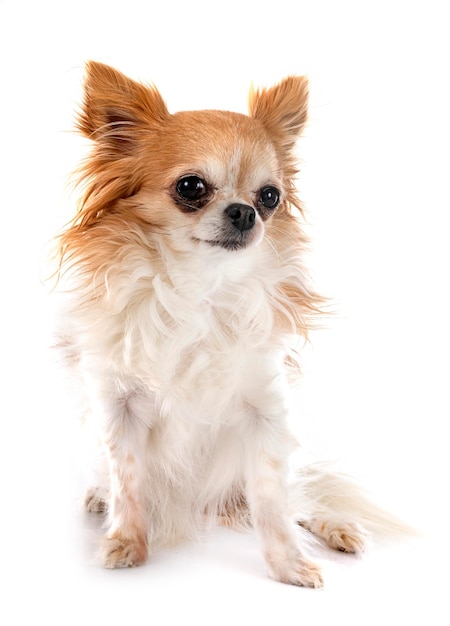 Chihuahua in studio