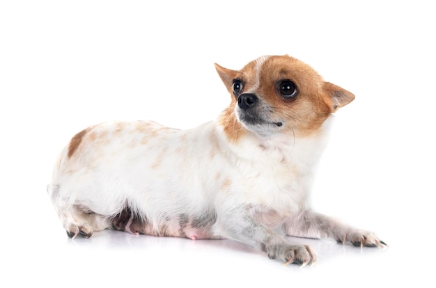 chihuahua in studio