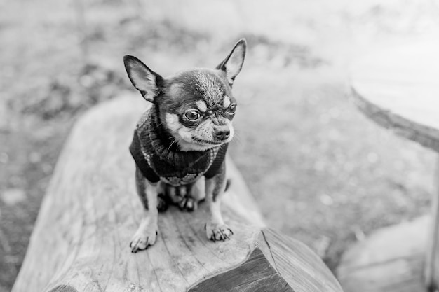 Chihuahua tricolor dog Black and white photo of a small purebred dog in nature