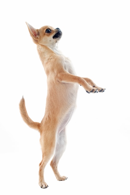 Chihuahua upright