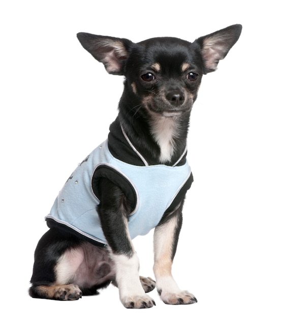 Chihuahua verkleed