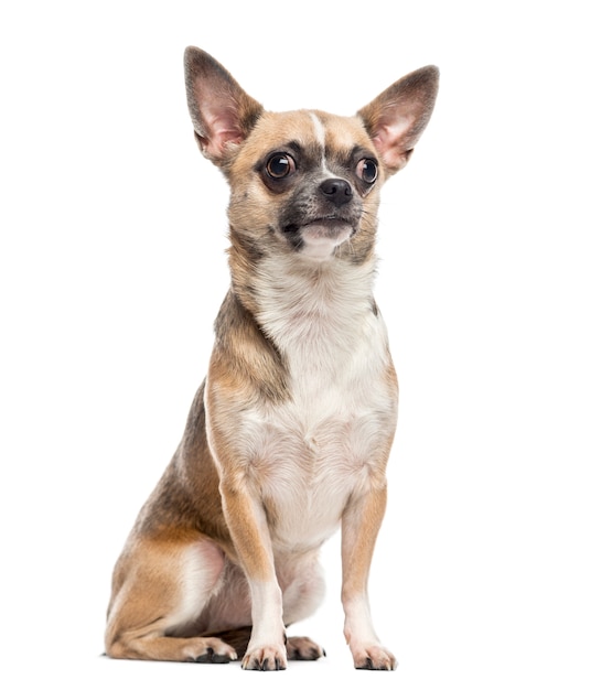 Chihuahua voor een witte muur