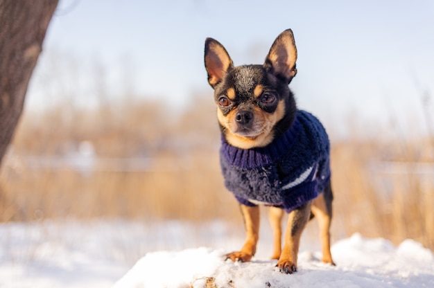 Chihuahua walking in the snow. Chihuahua in winter clothes on snow