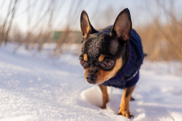 雪の中を歩くチワワ。雪の上の冬服のチワワ