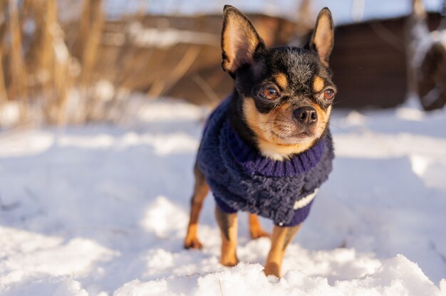 雪の中を歩くチワワ。雪の上の冬服のチワワ