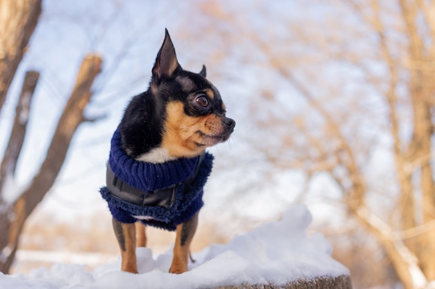 Chihuahua walking in the snow. Chihuahua in winter clothes on snow