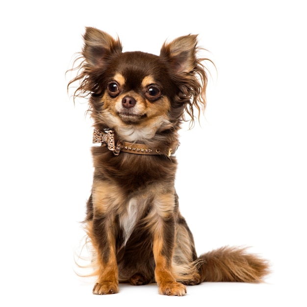 Chihuahua wearing a bow tie collar