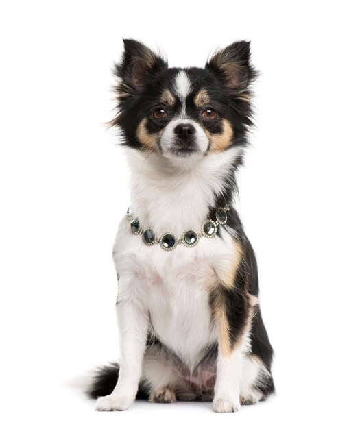 chihuahua wearing a diamond collar