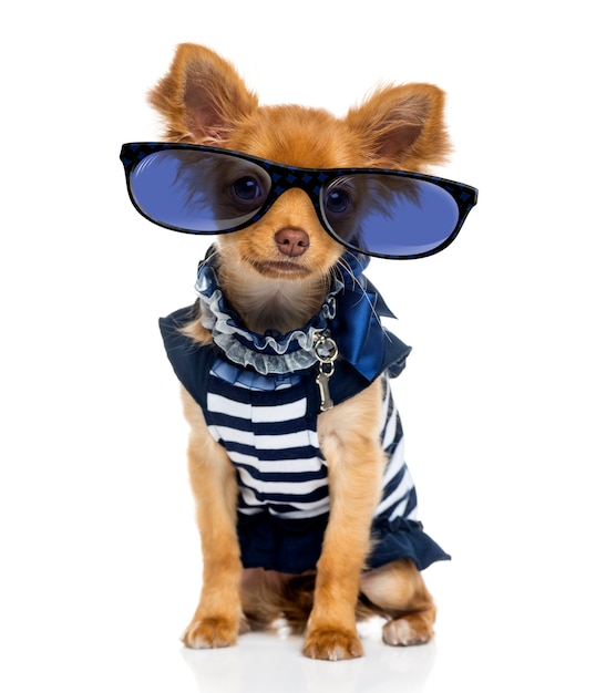 Chihuahua wearing glasses