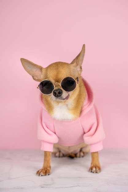 A chihuahua wearing a pink sweatshirt and sunglasses sits on a pink background.