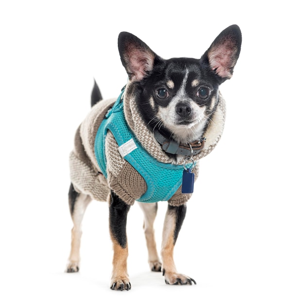 Chihuahua wearing a winter coat and looking at the camera isolated on white